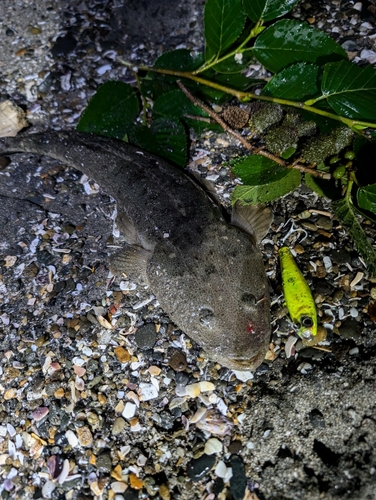 マゴチの釣果