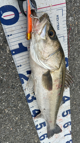 シーバスの釣果