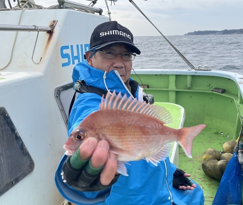 マダイの釣果