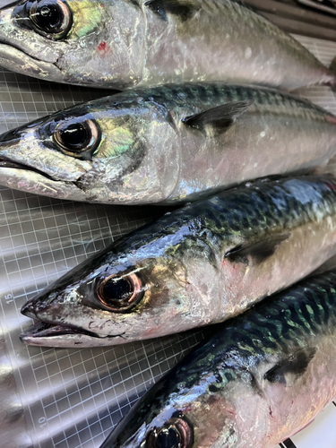 サバの釣果