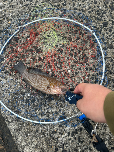 オオモンハタの釣果