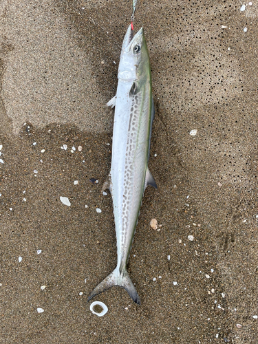 サゴシの釣果