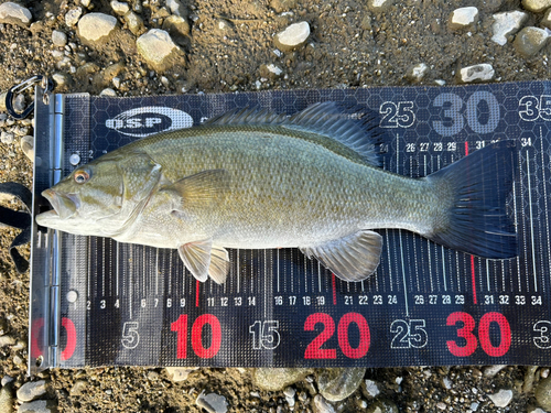 スモールマウスバスの釣果