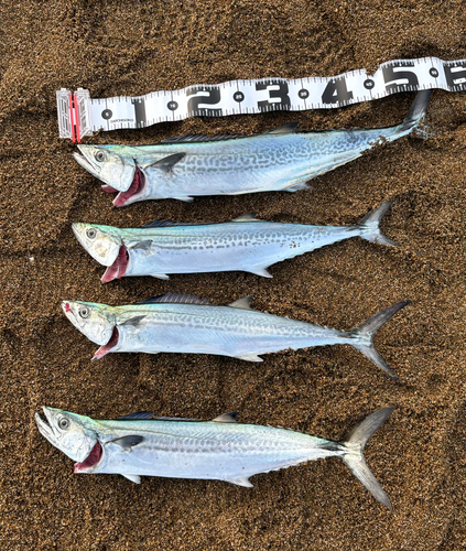 サゴシの釣果