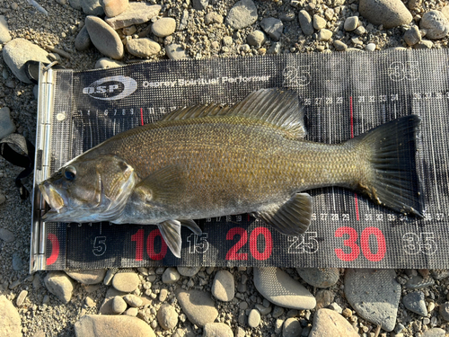 スモールマウスバスの釣果