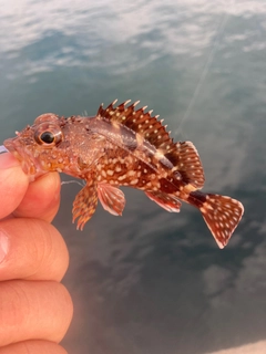 アラカブの釣果