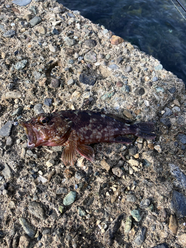 カサゴの釣果