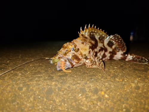 カサゴの釣果