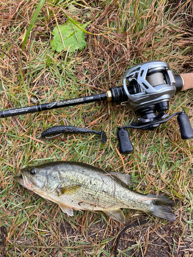 ラージマウスバスの釣果