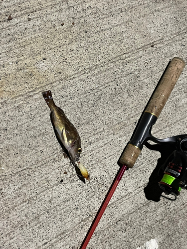 エゾメバルの釣果