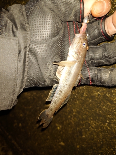 マハゼの釣果