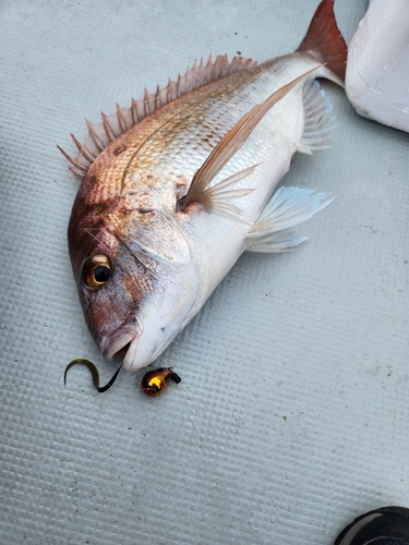 タイの釣果