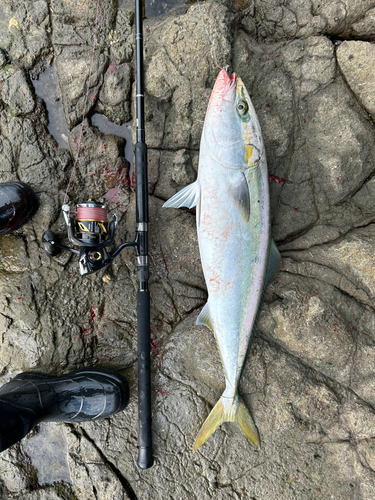 ブリの釣果