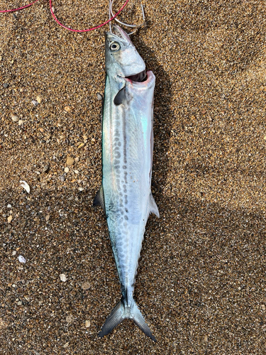 波松海岸