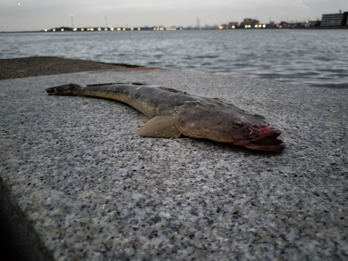 マゴチの釣果