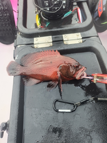 アザハタの釣果