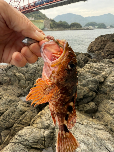 アラカブの釣果