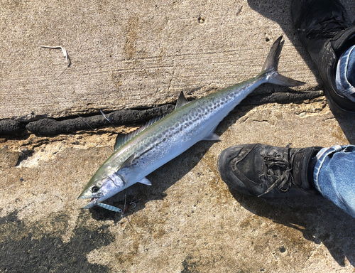 サゴシの釣果