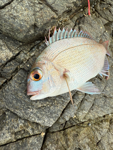 タイの釣果