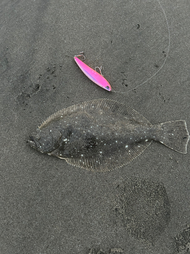 ヒラメの釣果