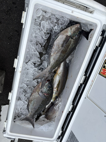 オナガグレの釣果