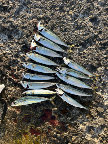 サバの釣果