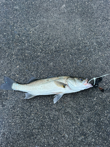 セイゴ（マルスズキ）の釣果