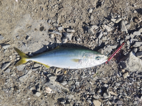 ワカシの釣果