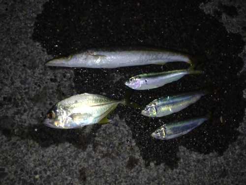 カマスの釣果