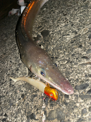 ハモの釣果