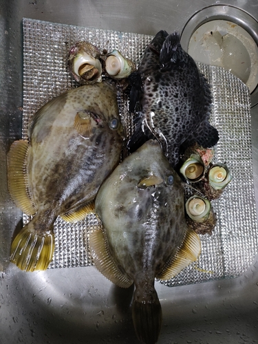 カワハギの釣果