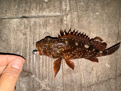 カサゴの釣果