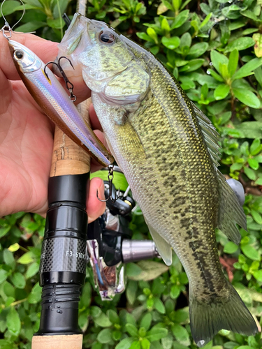 ブラックバスの釣果