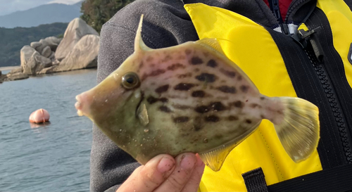 カワハギの釣果