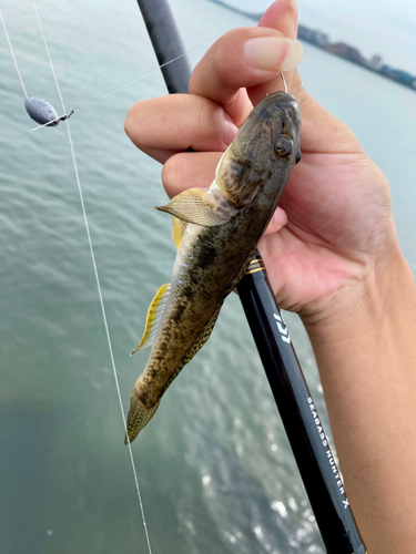 マハゼの釣果