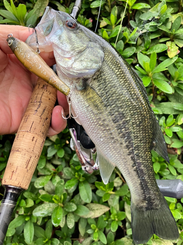 ブラックバスの釣果