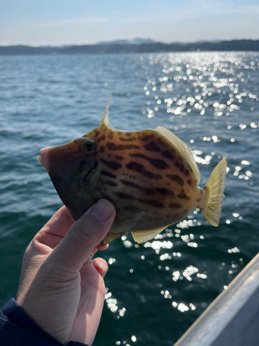 カワハギの釣果