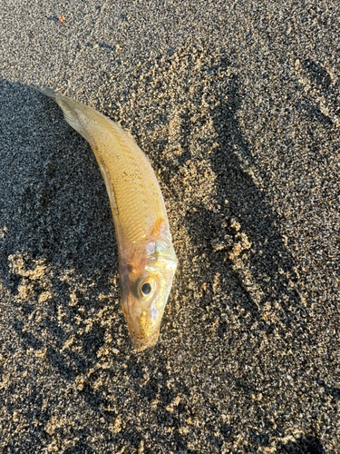 キスの釣果