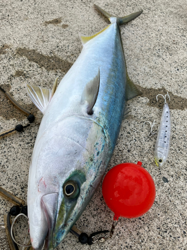 ヤズの釣果