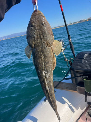 マゴチの釣果