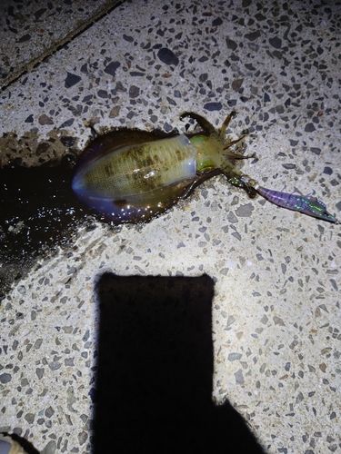 アオリイカの釣果
