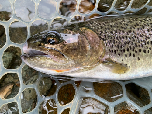 トラウトの釣果