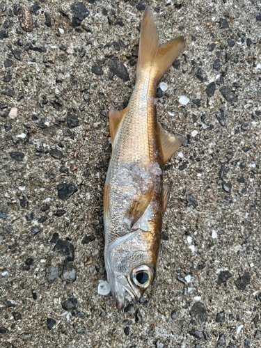 ムツの釣果