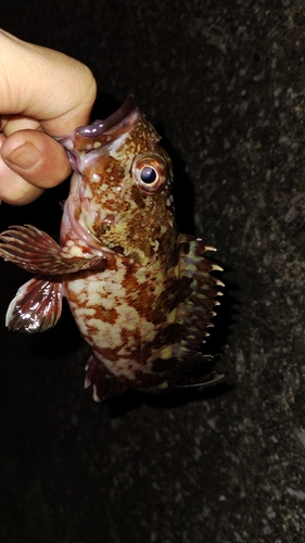 カサゴの釣果