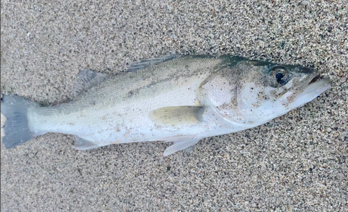 セイゴ（マルスズキ）の釣果