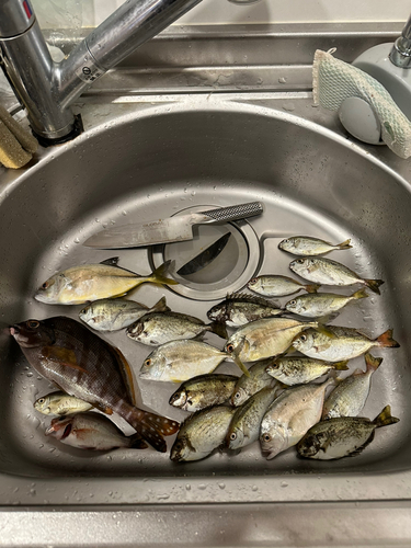 タカノハダイの釣果