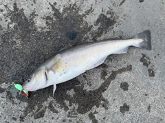 コマイの釣果