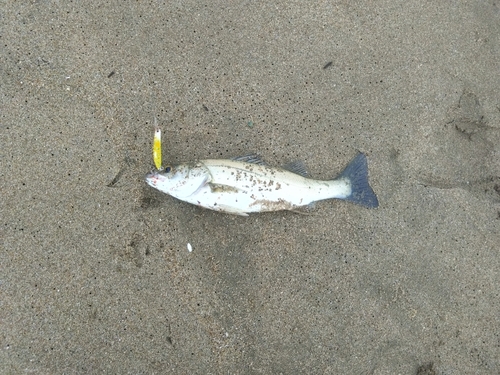 スズキの釣果