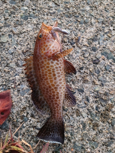 オオモンハタの釣果