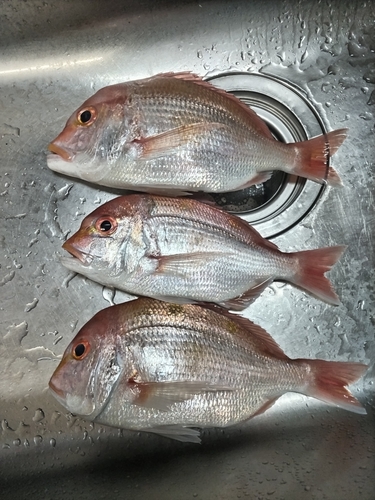 レンコダイの釣果